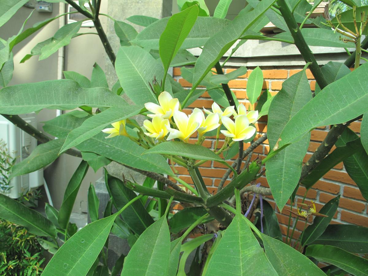 Hotel Sunrise Coconut House Ubud Exterior foto